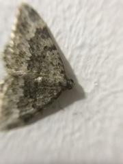 Coenotephria ablutaria