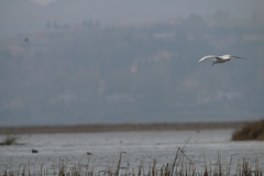 Chroicocephalus ridibundus