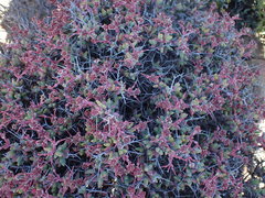 Antimima hantamensis