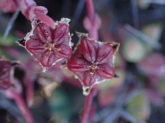 Antimima hantamensis