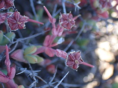 Antimima hantamensis
