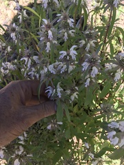 Monarda citriodora austromontana
