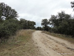 Quercus rotundifolia