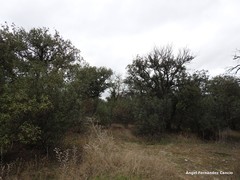 Quercus rotundifolia