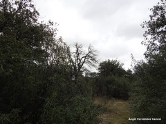 Quercus rotundifolia