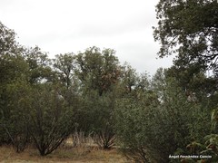 Quercus rotundifolia