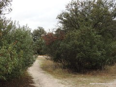 Cistus ladanifer