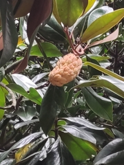 Magnolia grandiflora