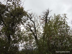 Quercus rotundifolia