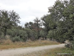 Quercus rotundifolia
