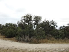 Quercus rotundifolia