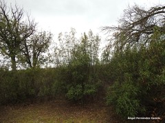 Quercus rotundifolia