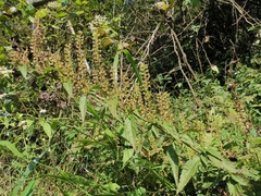 Salvia plebeia