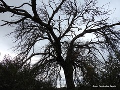 Quercus rotundifolia