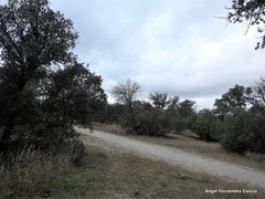 Quercus rotundifolia
