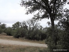 Quercus rotundifolia