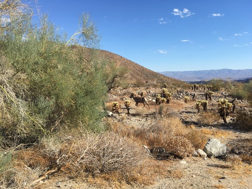 iNaturalist observation photo of Desert Bighorn Sheep