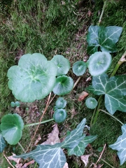 Umbilicus rupestris