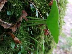 Umbilicus rupestris