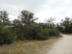 Quercus rotundifolia