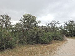 Quercus rotundifolia