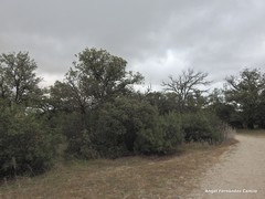 Quercus rotundifolia