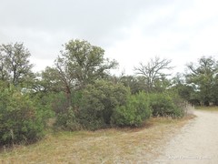 Quercus rotundifolia