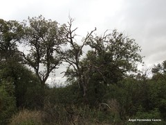 Quercus rotundifolia