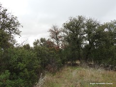 Quercus rotundifolia