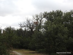 Quercus rotundifolia