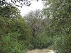 Quercus rotundifolia
