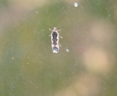 Cosmardia moritzella