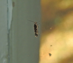 Cosmardia moritzella