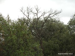 Quercus rotundifolia