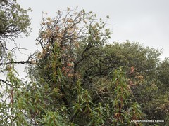 Quercus rotundifolia