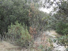 Cistus ladanifer