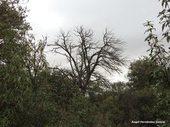 Quercus rotundifolia