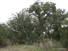 Quercus rotundifolia