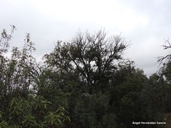 Quercus rotundifolia