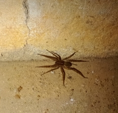 Araneae