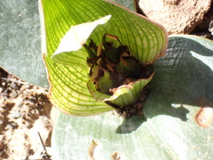 Colchicum coloratum