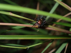 Amenia chrysame