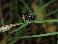 Amenia chrysame