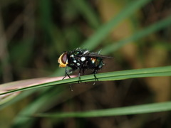Amenia chrysame