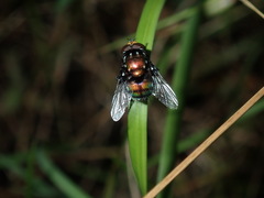 Amenia chrysame