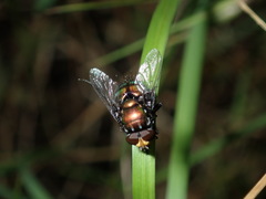 Amenia chrysame