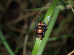 Amenia chrysame