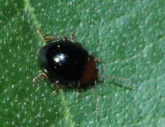Nisotra gemella