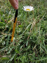 Leucanthemum vulgare