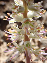 Lachenalia comptonii